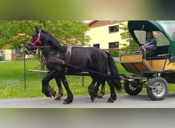 Frisones, Caballo castrado, 5 años, 166 cm, Negro