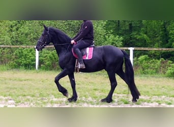 Frisones, Caballo castrado, 5 años, 166 cm, Negro