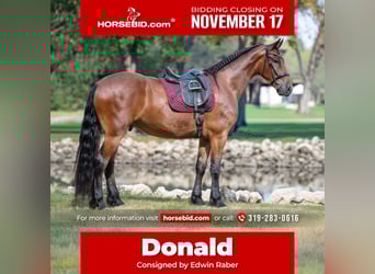 Frisones, Caballo castrado, 5 años, 168 cm, Castaño rojizo