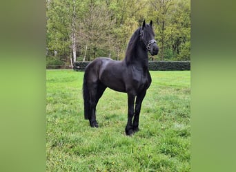 Frisones, Caballo castrado, 5 años, 168 cm, Negro