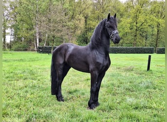 Frisones, Caballo castrado, 5 años, 168 cm, Negro