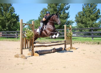 Frisones, Caballo castrado, 5 años, 168 cm, Negro