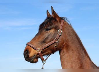 Frisones Mestizo, Caballo castrado, 5 años, 169 cm, Castaño