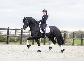 Frisones, Caballo castrado, 5 años, 170 cm, Negro