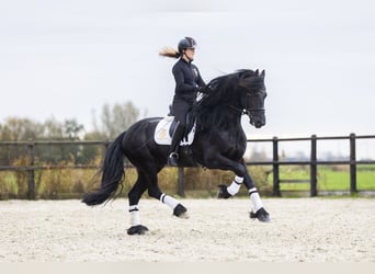 Frisones, Caballo castrado, 5 años, 170 cm, Negro