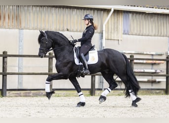 Frisones, Caballo castrado, 5 años, 170 cm, Negro