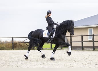 Frisones, Caballo castrado, 5 años, 170 cm, Negro