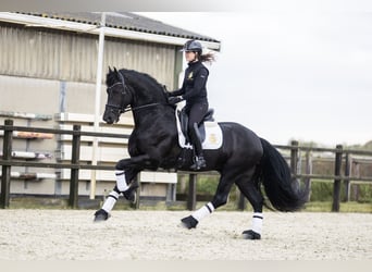 Frisones, Caballo castrado, 5 años, 170 cm, Negro