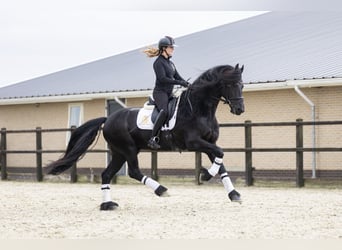 Frisones, Caballo castrado, 5 años, 170 cm, Negro