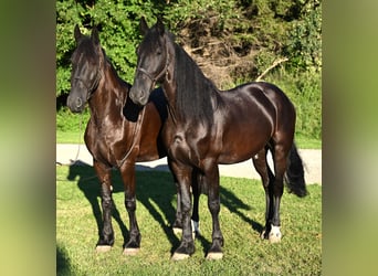 Frisones, Caballo castrado, 5 años, 170 cm, Negro