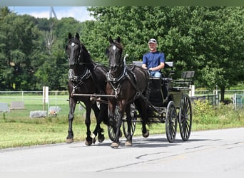 Frisones, Caballo castrado, 5 años, 170 cm, Negro