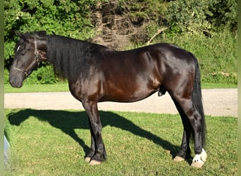 Frisones, Caballo castrado, 5 años, 170 cm, Negro