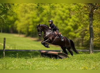 Frisones Mestizo, Caballo castrado, 5 años, 173 cm, Negro