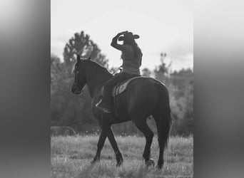 Frisones, Caballo castrado, 5 años, 175 cm, Negro