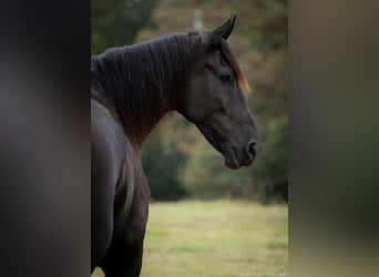 Frisones, Caballo castrado, 5 años, 175 cm, Negro