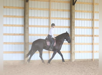 Frisones, Caballo castrado, 5 años, 175 cm, Negro