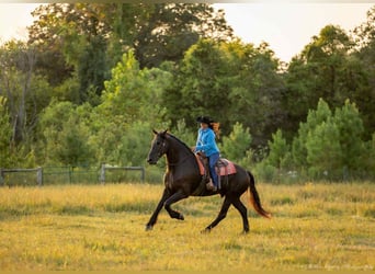 Frisones, Caballo castrado, 5 años, 175 cm, Negro