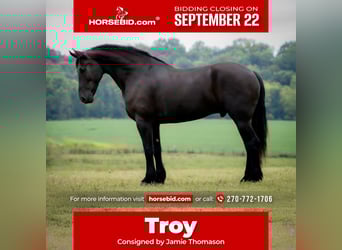 Frisones, Caballo castrado, 5 años, 175 cm, Negro