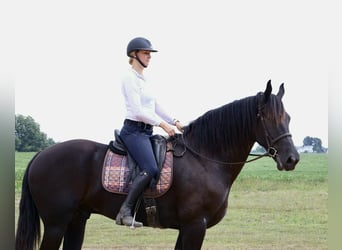 Frisones, Caballo castrado, 5 años, 175 cm, Negro