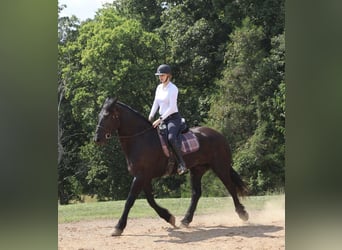 Frisones, Caballo castrado, 5 años, 175 cm, Negro