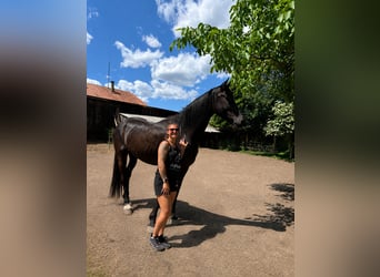 Frisones Mestizo, Caballo castrado, 5 años, 178 cm, Negro