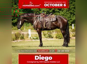 Frisones Mestizo, Caballo castrado, 5 años, 178 cm, Negro