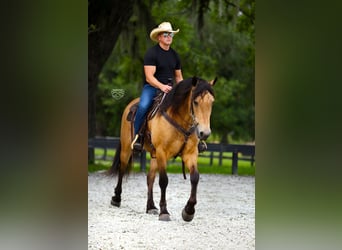 Frisones Mestizo, Caballo castrado, 5 años, Buckskin/Bayo