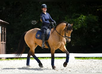 Frisones Mestizo, Caballo castrado, 5 años, Buckskin/Bayo