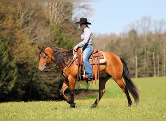 Frisones Mestizo, Caballo castrado, 5 años, Buckskin/Bayo