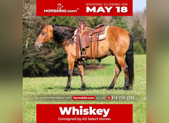 Frisones Mestizo, Caballo castrado, 5 años, Buckskin/Bayo