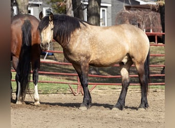 Frisones Mestizo, Caballo castrado, 5 años, Buckskin/Bayo