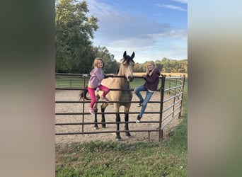Frisones Mestizo, Caballo castrado, 5 años, Buckskin/Bayo