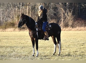 Frisones Mestizo, Caballo castrado, 5 años