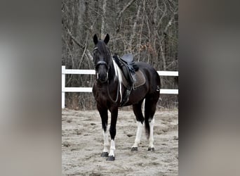 Frisones Mestizo, Caballo castrado, 5 años