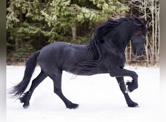 Frisones, Caballo castrado, 5 años, Castaño