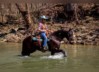 Frisones, Caballo castrado, 5 años, Castaño rojizo