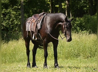 Frisones Mestizo, Caballo castrado, 5 años, Negro