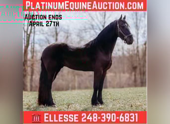 Frisones, Caballo castrado, 5 años, Negro