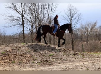 Frisones, Caballo castrado, 5 años, Negro