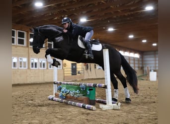 Frisones, Caballo castrado, 5 años, Negro