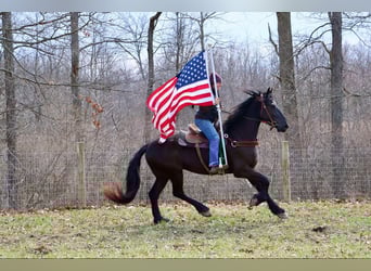 Frisones, Caballo castrado, 5 años, Negro