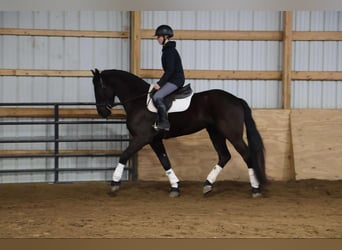 Frisones, Caballo castrado, 5 años, Negro