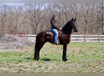Frisones, Caballo castrado, 5 años, Negro