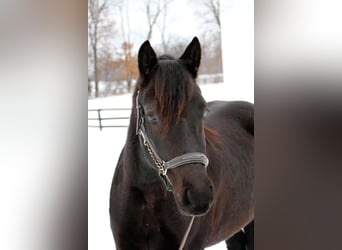 Frisones, Caballo castrado, 5 años, Negro
