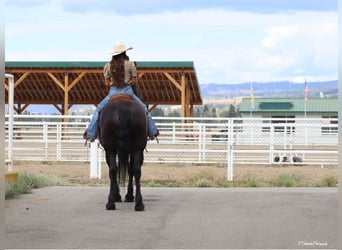 Frisones, Caballo castrado, 5 años, Negro