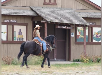 Frisones, Caballo castrado, 5 años, Negro