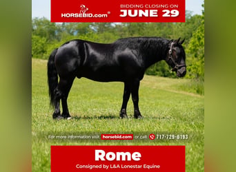 Frisones Mestizo, Caballo castrado, 5 años, Negro