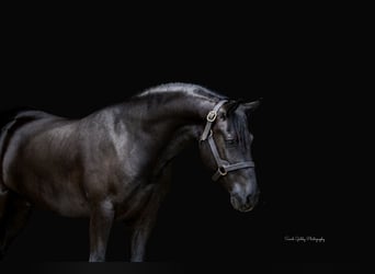 Frisones, Caballo castrado, 5 años, Negro