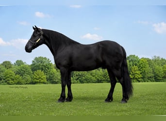 Frisones, Caballo castrado, 5 años, Negro