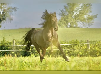 Frisones, Caballo castrado, 5 años, Negro